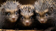 Group of porcupines closeup