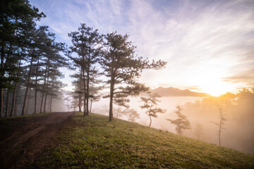 Wall Mural - sunset in the forest