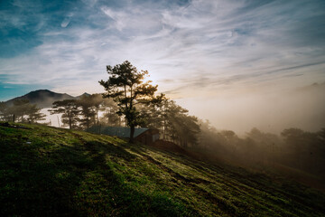 Wall Mural - The pine forest is full of white mist