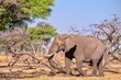 In the Savuti region of Botswana an adult male African elephant (Loxodonta africana) strips bark with his trunk from fallen trees, as part of his food source.