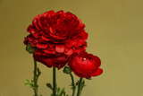 Macro photo of red ranunculus on a yellow background
