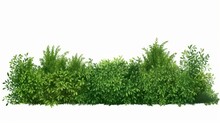 Hedges And Grass In Front Of Lawn On White Background
