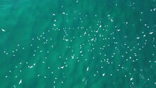 Migrating Seabirds Flock Over The Ocean Surface Chasing And Feeding On School Of Fish. Drone View