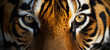 Tiger portrait action's face is angry and Looking at the camera, Big Great Dangerous is upset