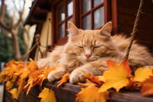 Red cat sleeping on a porch of wooden house decorated with colorful autumn leaves. Orange, red autumn fall banner, halloween and thanksgiving landscaping decor.