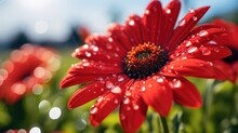 Macro Close Up Of Blooming Red Gerbera Daisy Flower With Dewdrops In A Meadow With Green Grass And Summer Blue Sky Bokeh Background.