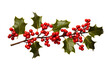 holly twig with red berries white background realistic high-quality photo studio shot PNG