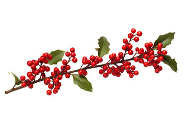 Wall Mural - holly twig with red berries white background realistic high-quality photo studio shot PNG