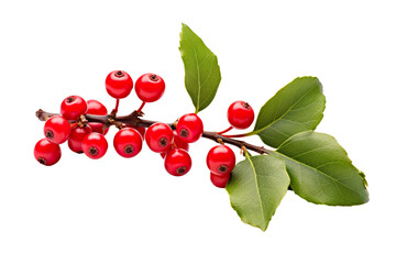 Wall Mural - holly twig with red berries white background realistic high-quality photo studio shot PNG