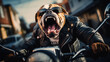 Badass angry biker bulldog with sunglasses and black leather coat riding motorbike in the city street. Generative AI