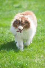 Wall Mural - Australian Shepherd walking in the bright suhnlight