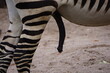 Nahaufnahme riesiger schwarzer Penis eines Zebras