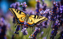 Yellow Monarch Butterfly On Lavender Flower