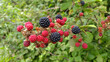 red and black blackberries in summer