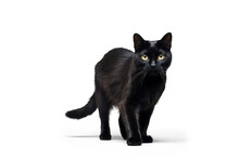 Coming Black Cat, Png File Of Isolated Cutout Object With Shadow On Transparent Background.