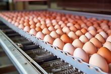 Chicken Eggs Move Along A Conveyor In A Poultry Farm. Food Industry Concept, Chicken Egg Production. Lots Of Brown And White Chicken Eggs.