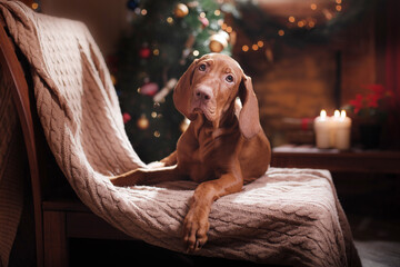 Wall Mural - dog by the fireplace. Hungarian Vizsla in a Christmas interior at home