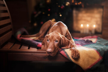 Wall Mural - dog by the fireplace. Hungarian Vizsla in a Christmas interior at home