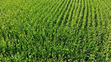 Corn Plants Waving In The Wind. Drone Fly Over Shot Over The Endless Agricultural Fields Of Green Corn Plants.