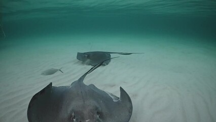 Wall Mural - Stingray City. Southern Stingrays swim in the warm shallow water towards camera from the underside of a boat