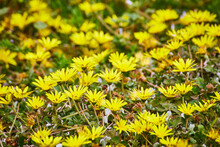 Yellow Wild Flowers Close Up With Green Succulents Growing Underneath Background Asset