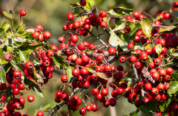 Wall Mural - Branches with many red fruits of Crataegus monogyna