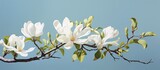 A magnolia flower on a tree branch isolated pastel background Copy space