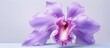 Isolated purple cattleya orchid on a isolated pastel background Copy space