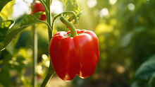 Red Bell Pepper In A Greenhouse. Horticulture. Vegetables.