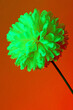 artificial flower on red background. Still life photography with green and red lights