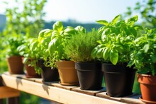 Fresh Herbs Grow In Containers On City Balcony In Sunlight