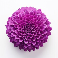 One Dahlia flower isolated on white background, top view. Floral flowers pattern.