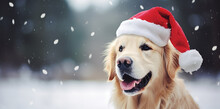 golden retriever  dog in santa hat in a vibrant light festive background