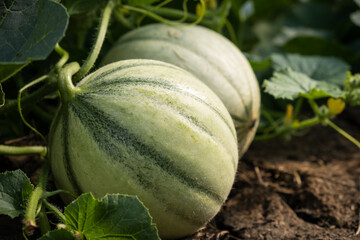 Poster - Closeup shot of a young green melon on a farm garden. Melon in the garden. Growing melon. Close up photo. Melon or cantaloupe is sweet fruit dessert
