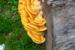 Pilz wächst auf einem Baum