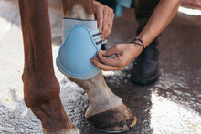 Unrecognizable Woman Putting Leg Protectors On Her Horse In The Stable. Person Preparing Their Equestrian Animal For A Horse Riding Class.