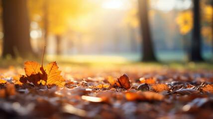 Wall Mural - Beautiful yellow and brown leaves in an autumn park. Autumn leaves covering the ground in the autumn forest. Golden autumn forest in sunlight. Defocused view, blurred background.