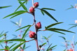 ハイビスカスローゼル　hibiscus roselle