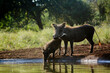 Common warthog female and cub at waterhole in Kruger National park, South Africa ; Specie Phacochoerus africanus family of Suidae