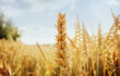 Triticale grain on sunlit golden field with blue sky. Summer or autumn grain crop season. Harvest landscape. Wheat and rye. Gluten. Agriculture and farming. Grain drain. Pesticides