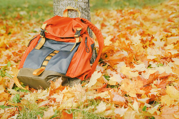 Wall Mural - Back to school or tarvel. Backpack in autumn yellow and red foliage in golden sun. Fall season background and travel copy space, selective focus