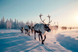 Fototapeta  - a herd of reindeer against the backdrop of a winter landscape