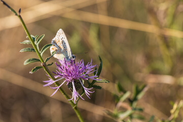 Wall Mural - Butterfly meadow. There are butterflies and insects on the flowers and grass.