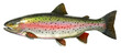 Big rainbow trout. River fish side view, illustration isolate realistic on white background.