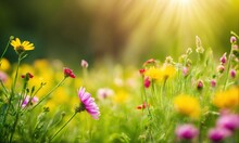 Colorful Flower Meadow With Sunbeams And Bokeh Lights In Summer - Nature Background Banner With Copy Space - Summer Greeting Card Wildflowers Spring Concept