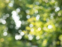 Green Bokeh Effect And Purposely Blurred View Of Sunlight Throught Green Leaves. Green, Blurry Background With Photographic Bokeh Effect