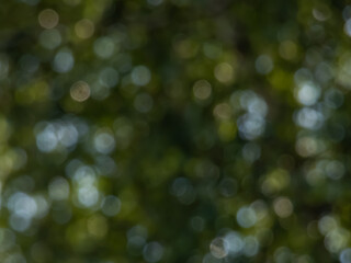 Wall Mural - Green bokeh effect and purposely blurred view of sunlight throught green leaves. Green, blurry background with photographic bokeh effect