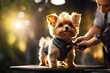 Professional groomer gives cute little dog trendy hair. ai generative
