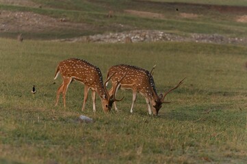 Canvas Print - View of deer grazing in field