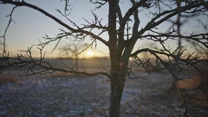 Canvas Print - Trees at sunset during Winter